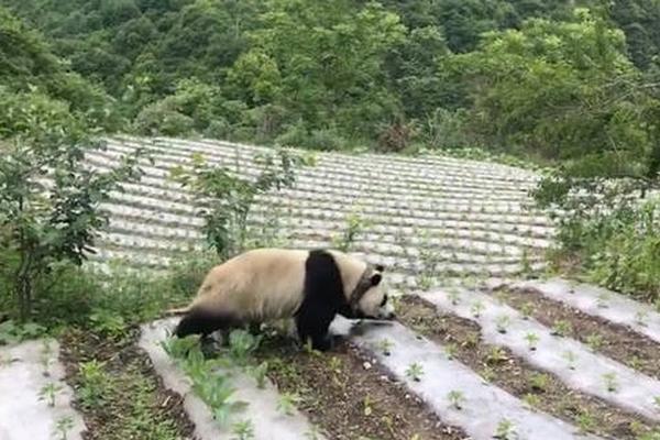 《共和国血脉》热播 “小戏骨”季妍霏角色动人